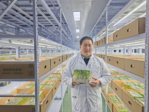 別說你還沒吃過芽苗菜，它可能是你旅途中最驚喜的一味